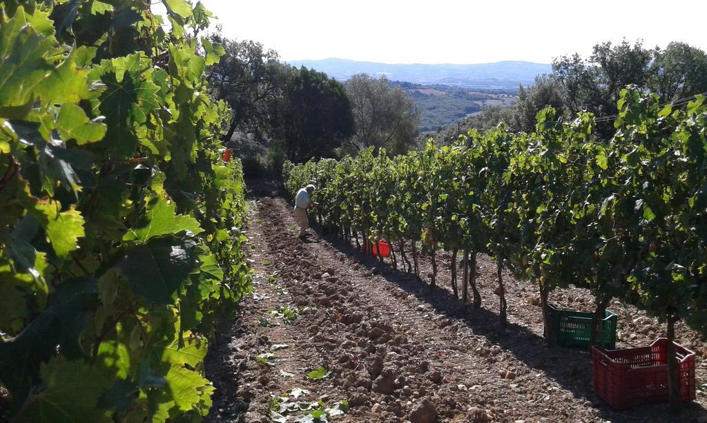 Agriturismo Belvedere Di Pierini E Brugi Campagnatico Bagian luar foto